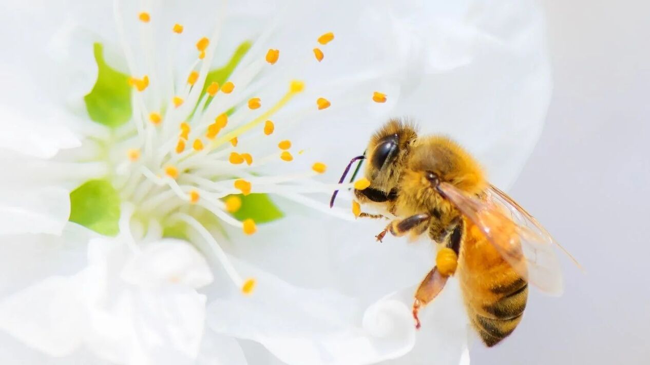 povećanje penisa pčelinjim ubodom