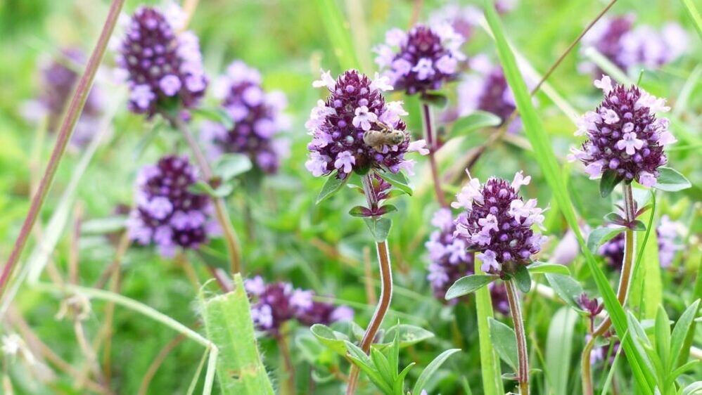 biljka majčine dušice za povećanje penisa
